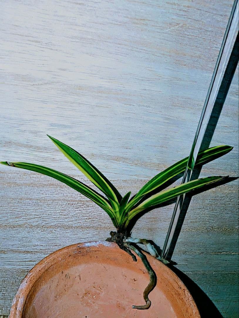 富貴蘭　総ルビー根建国殿縞