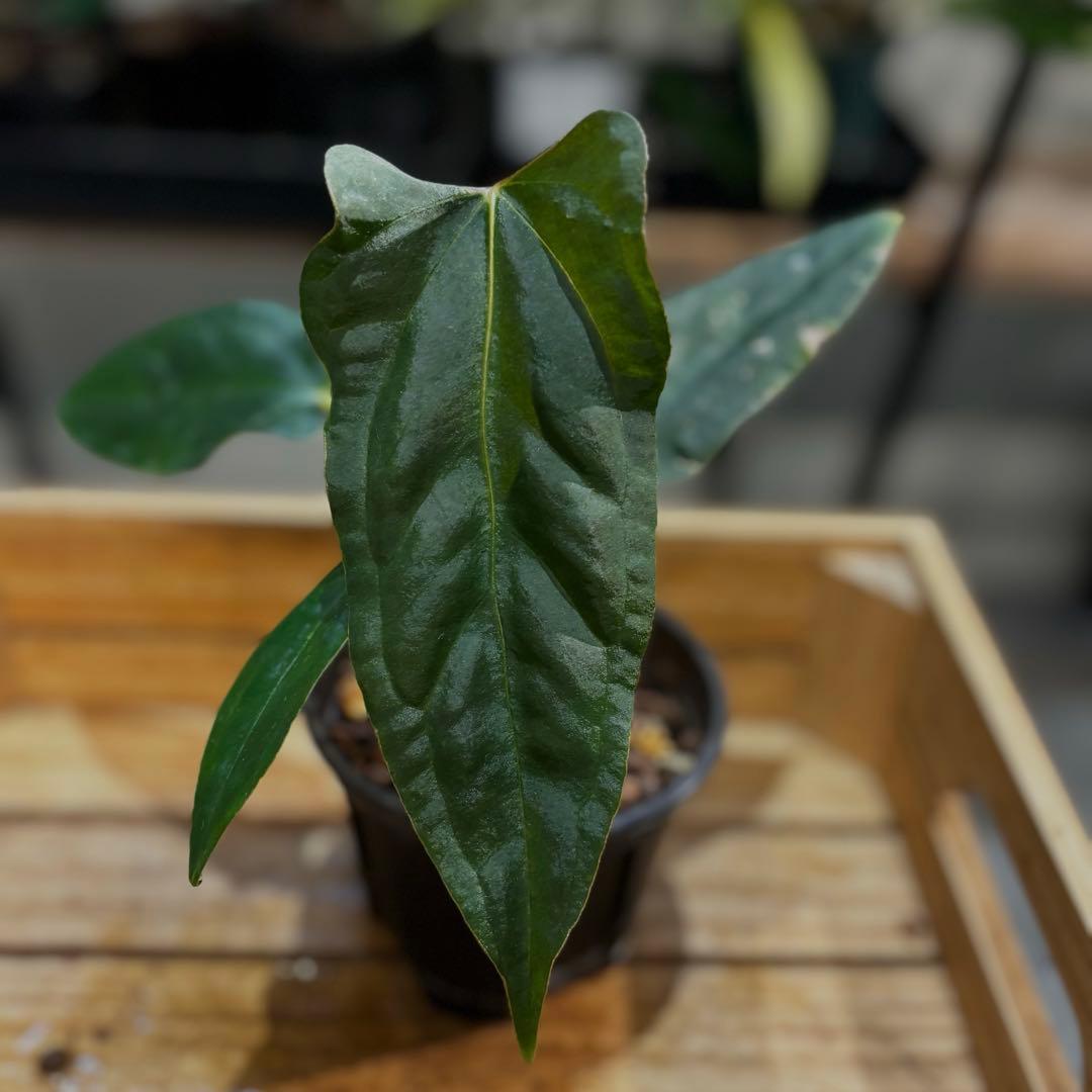 K*N様 33 アンスリウム　ポルティラエ×パピリラミナムRL