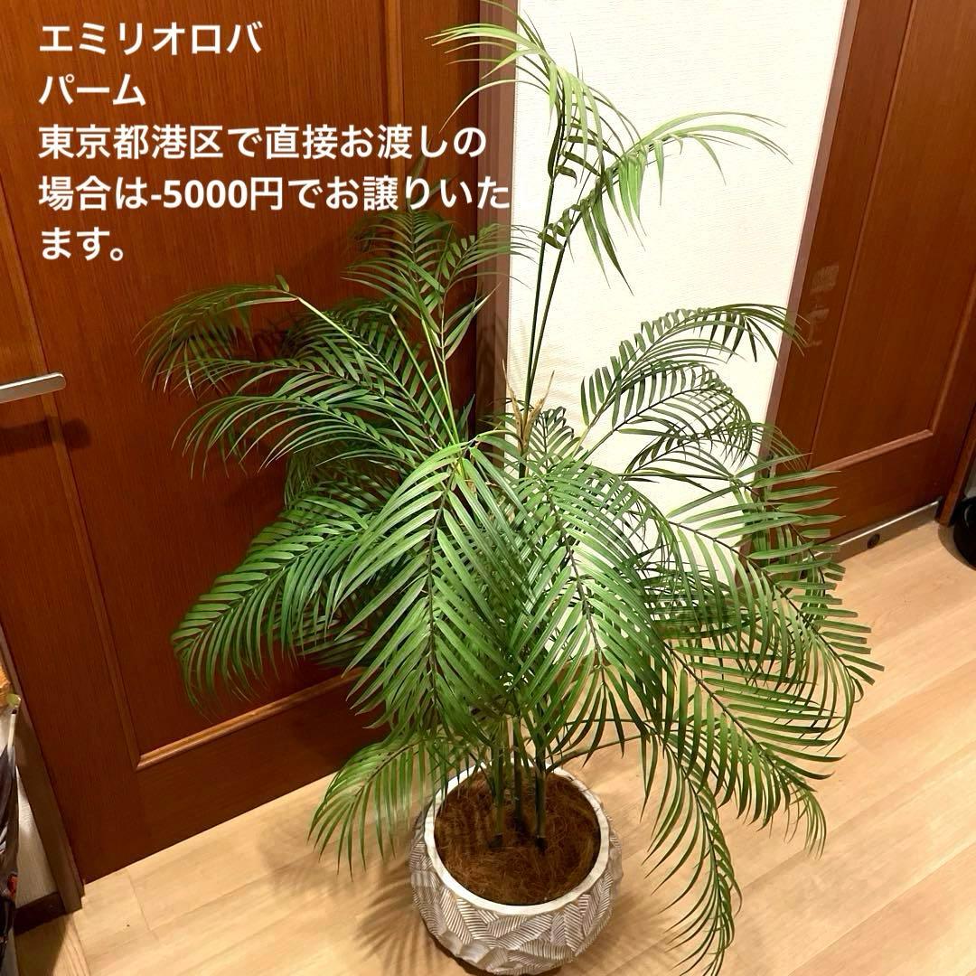 【港区にて直接お渡しも可能】　エミリオ　ロバ　パーム　グリーン