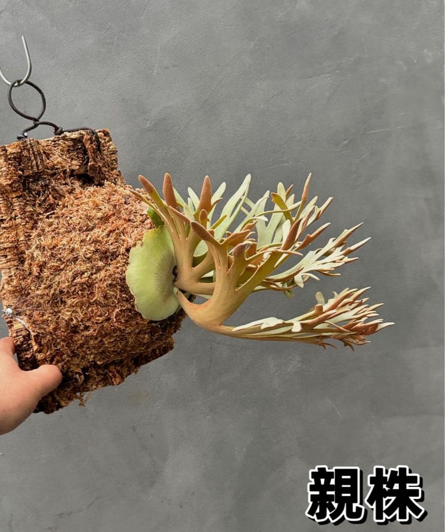 goul4711　ビカクシダGolden Boy sporeドワーフ特選