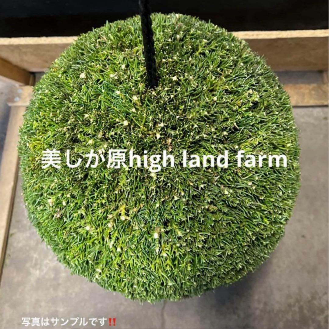 杉玉　約45センチ‼️お客様ご注文品♪