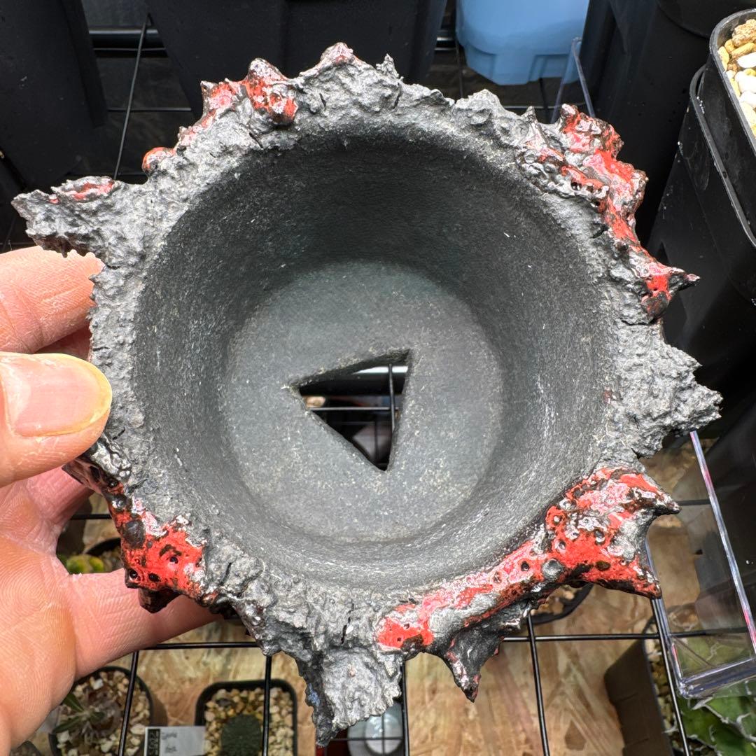 GOAT GODZILLA RED ゴジラ鉢 グラキリス アガベ パキプス