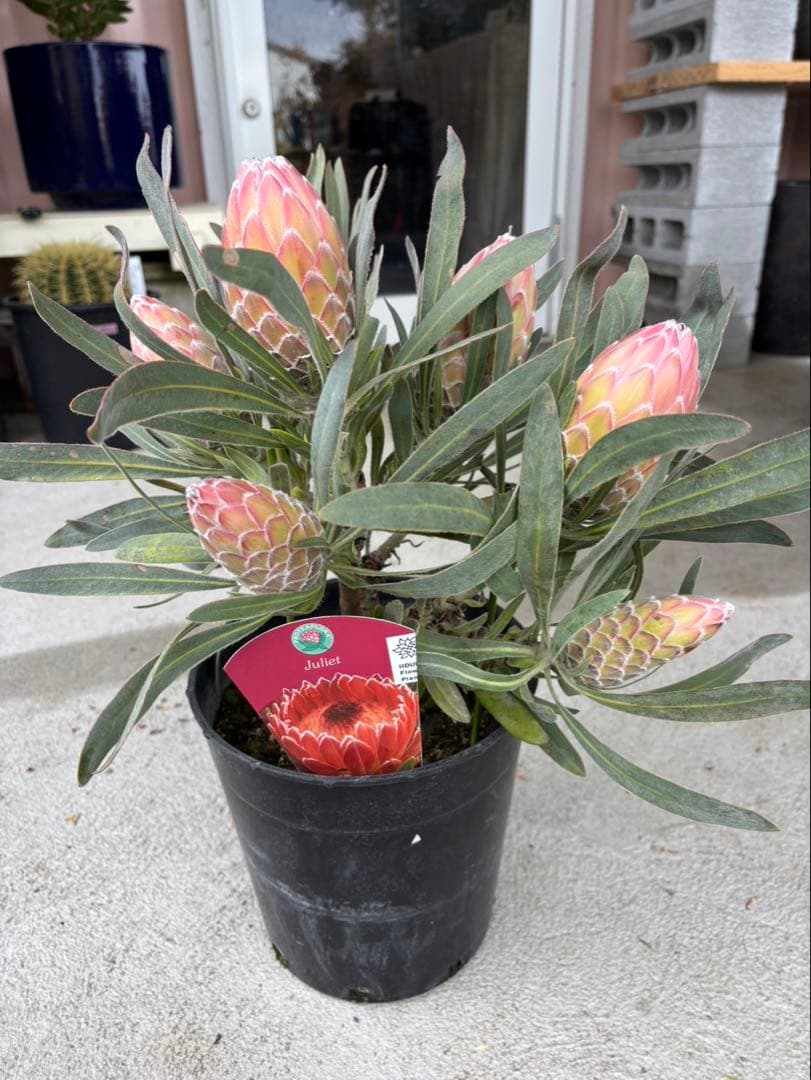 プロテア　ジュリエット　6フラワー！