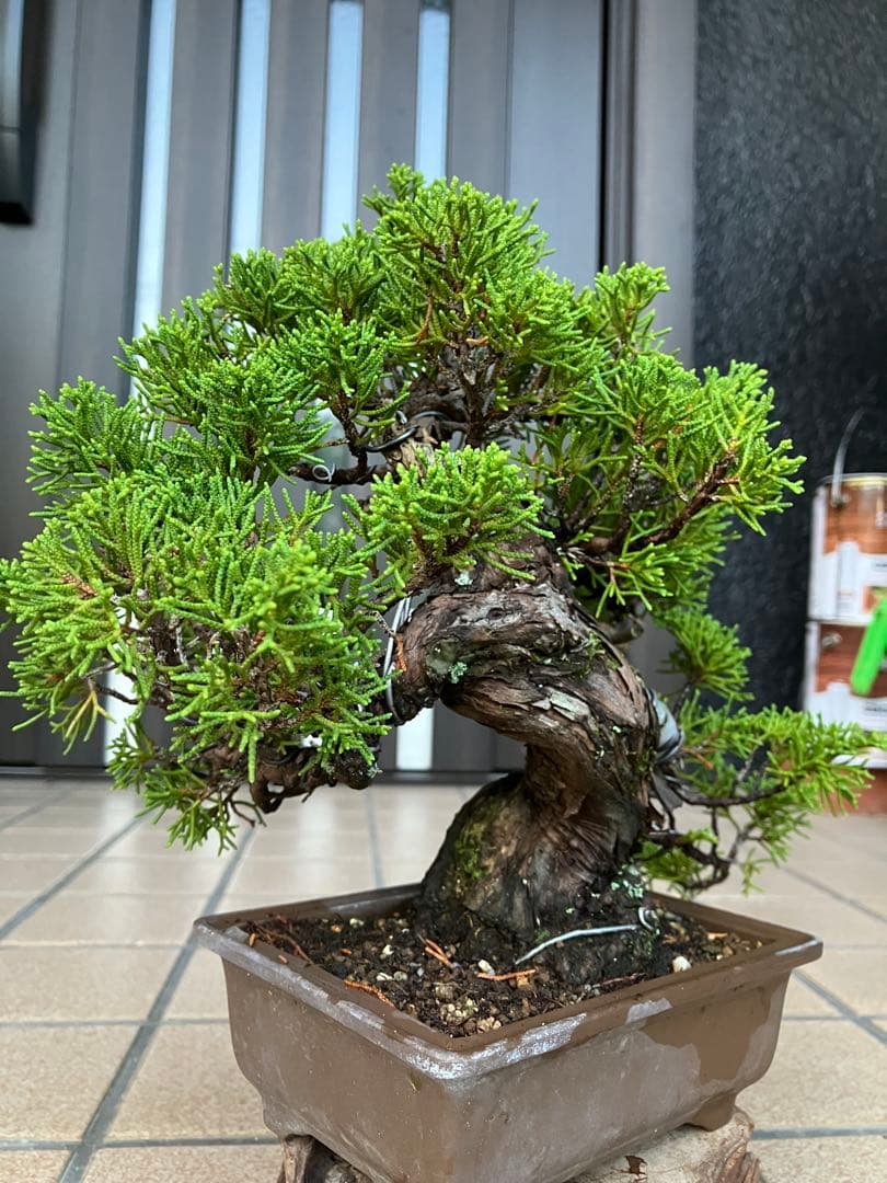 ◉超大特価！ 真柏糸魚川 超極太　極上品　究極の逸品！超お勧め品　早いもの勝ち