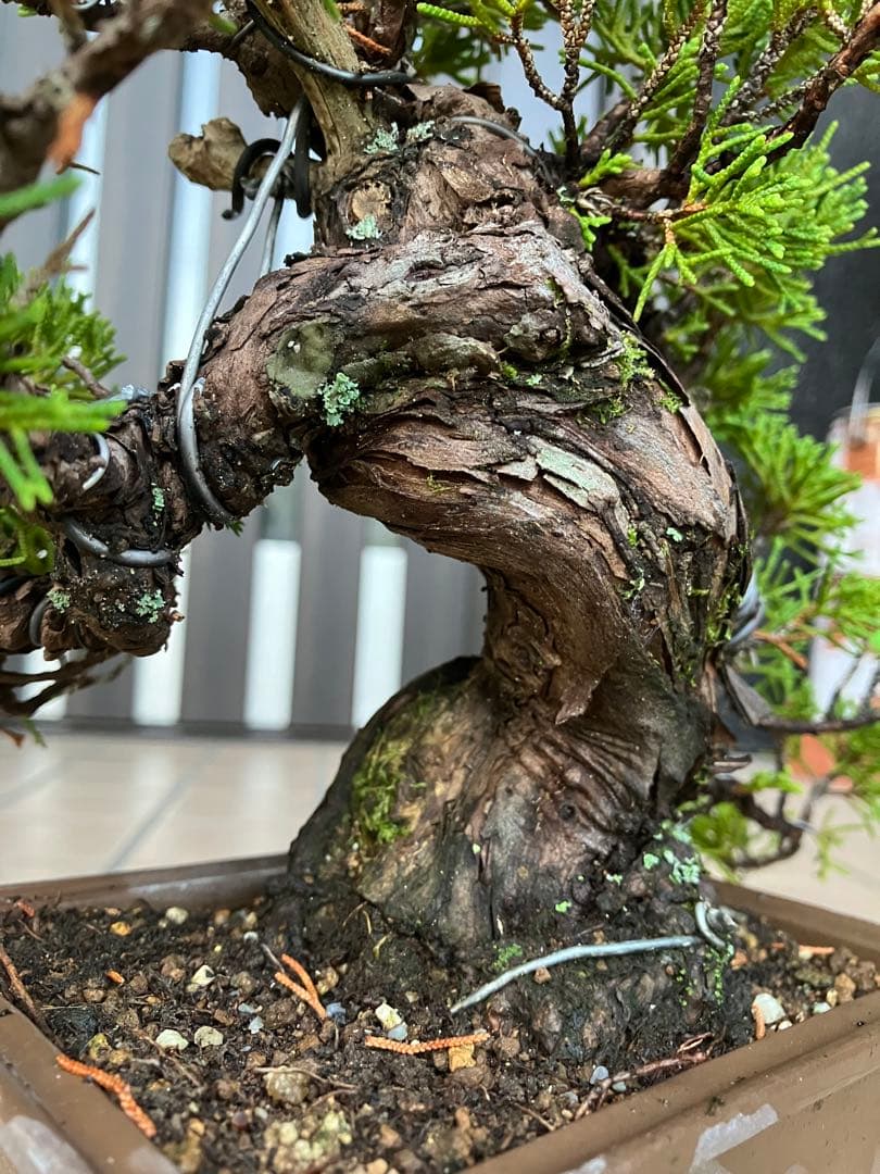 ◉超大特価！ 真柏糸魚川 超極太　極上品　究極の逸品！超お勧め品　早いもの勝ち