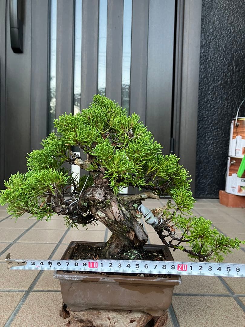 ◉超大特価！ 真柏糸魚川 超極太　極上品　究極の逸品！超お勧め品　早いもの勝ち