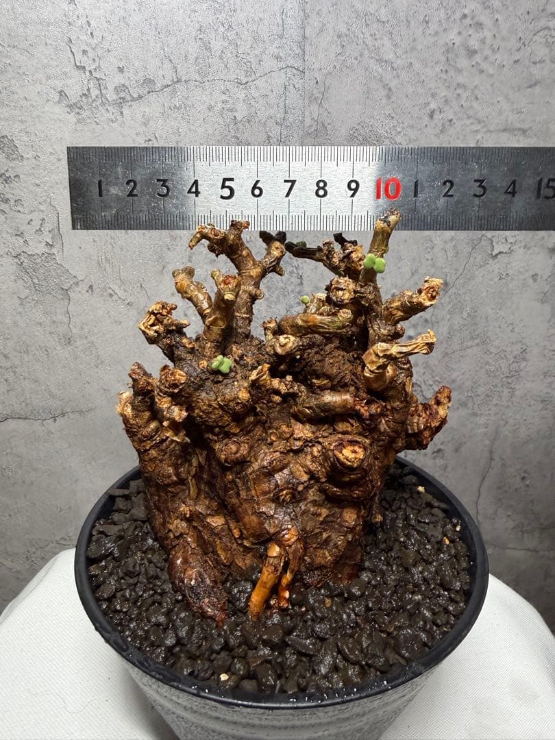 【大株】ケラリアピグマエア　発根確認済