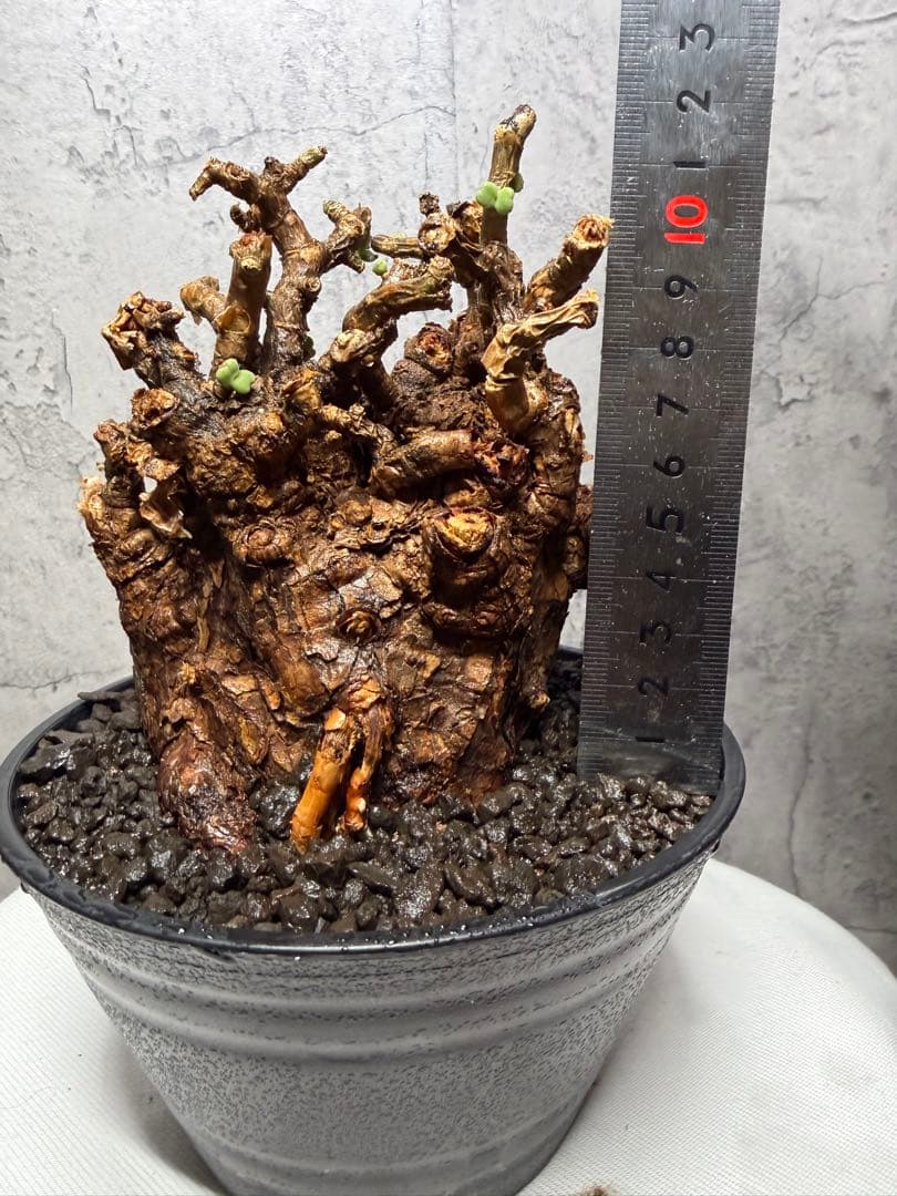 【大株】ケラリアピグマエア　発根確認済