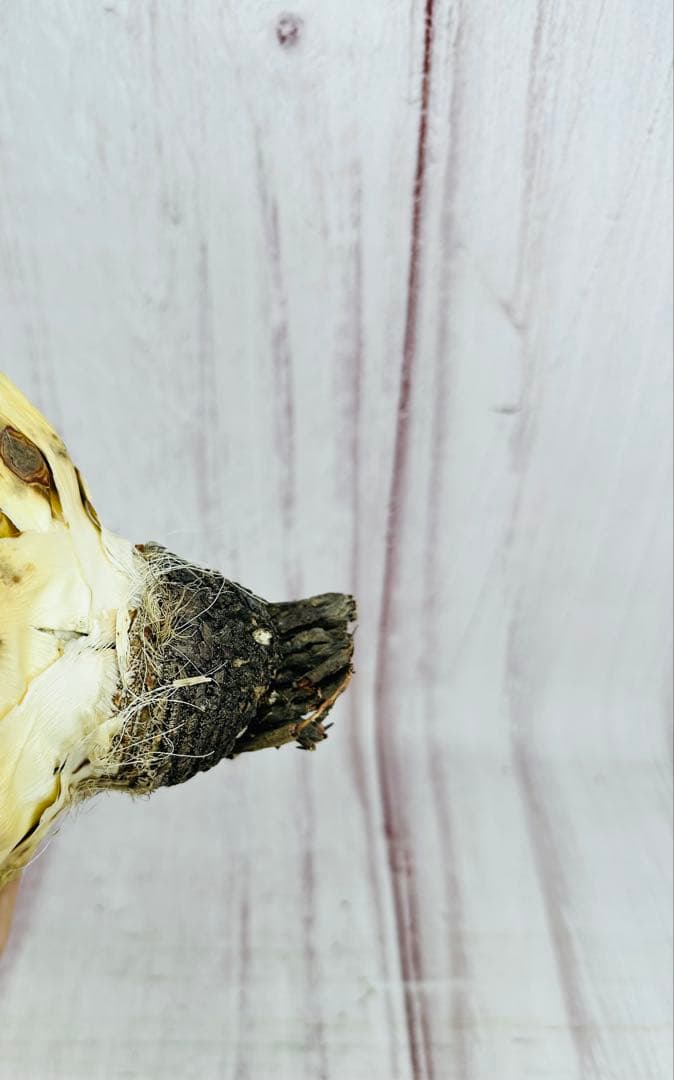 69 アガベ ユタエンシス エボリスピナ 陽炎