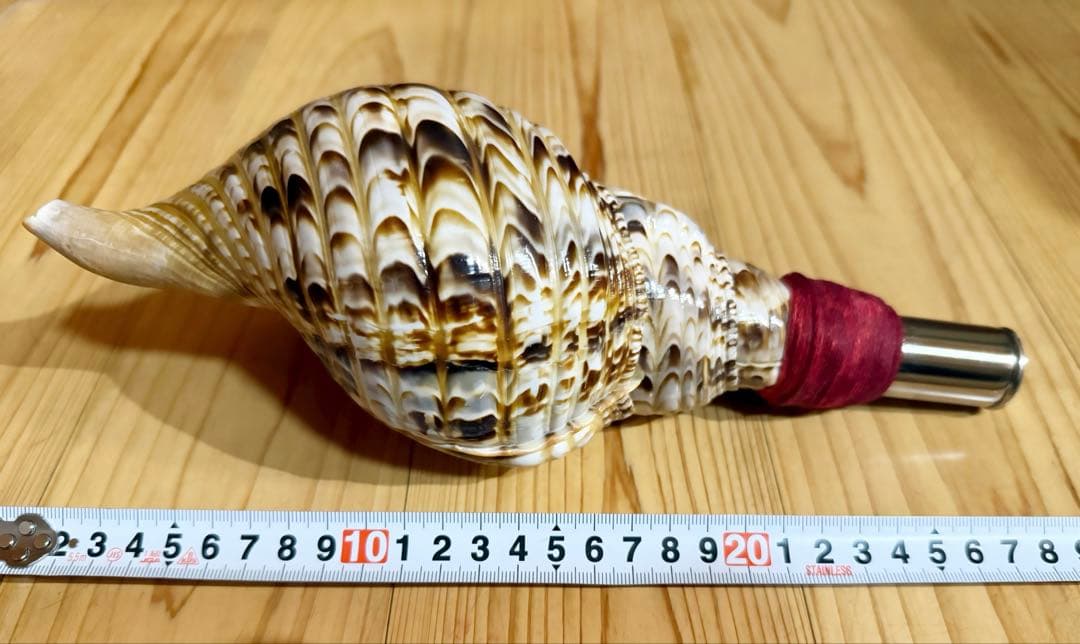 ミニ法螺貝　ほら貝　ホラガイ❣️赤紐付き