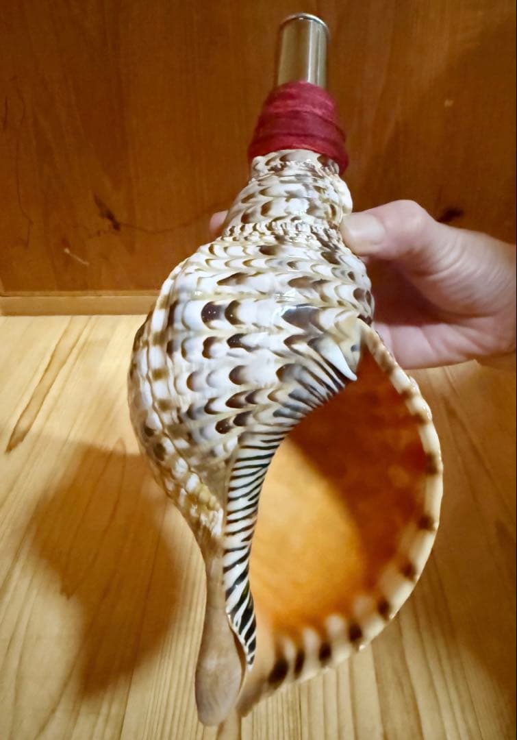 ミニ法螺貝　ほら貝　ホラガイ❣️赤紐付き