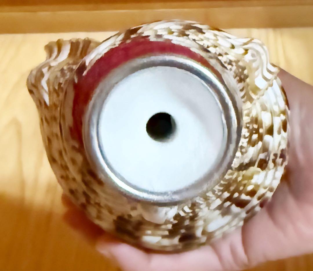 ミニ法螺貝　ほら貝　ホラガイ❣️赤紐付き