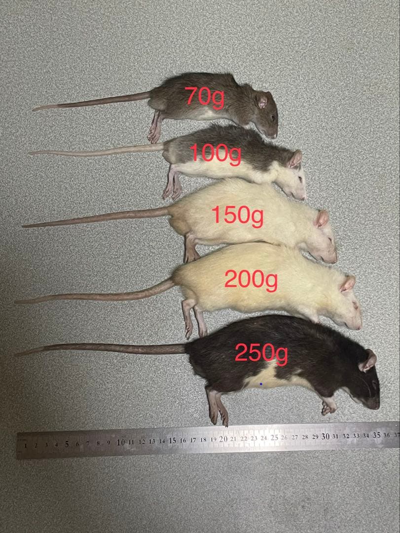 【tingachan】冷凍ラット