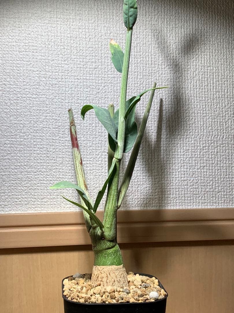 作り込み株 アデニア ペチュエリー　プレステラ110