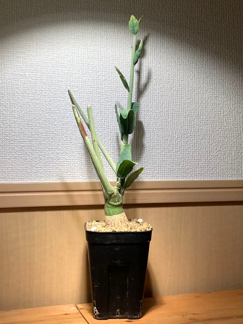 作り込み株 アデニア ペチュエリー　プレステラ110