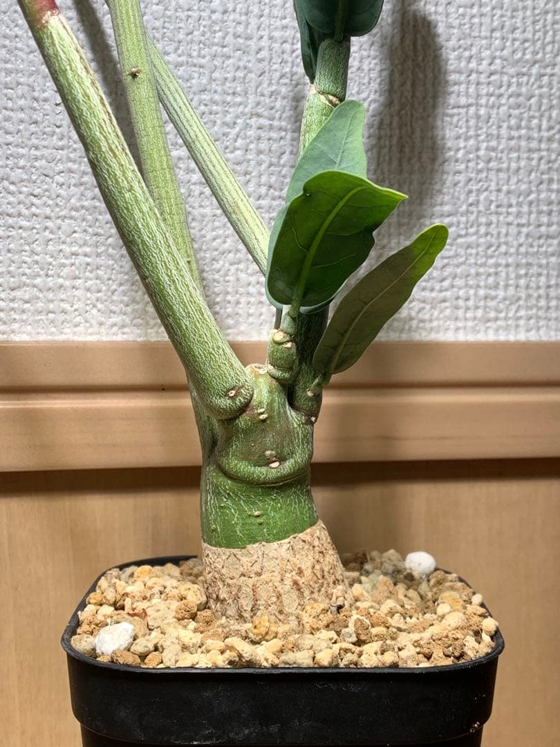 作り込み株 アデニア ペチュエリー　プレステラ110