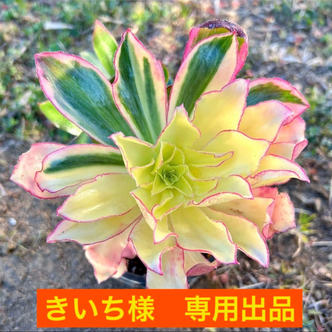 専用出品‼️アエオニウム　ゴースト　魅影変異七彩‼️ 法師錦　美斑　抜き苗