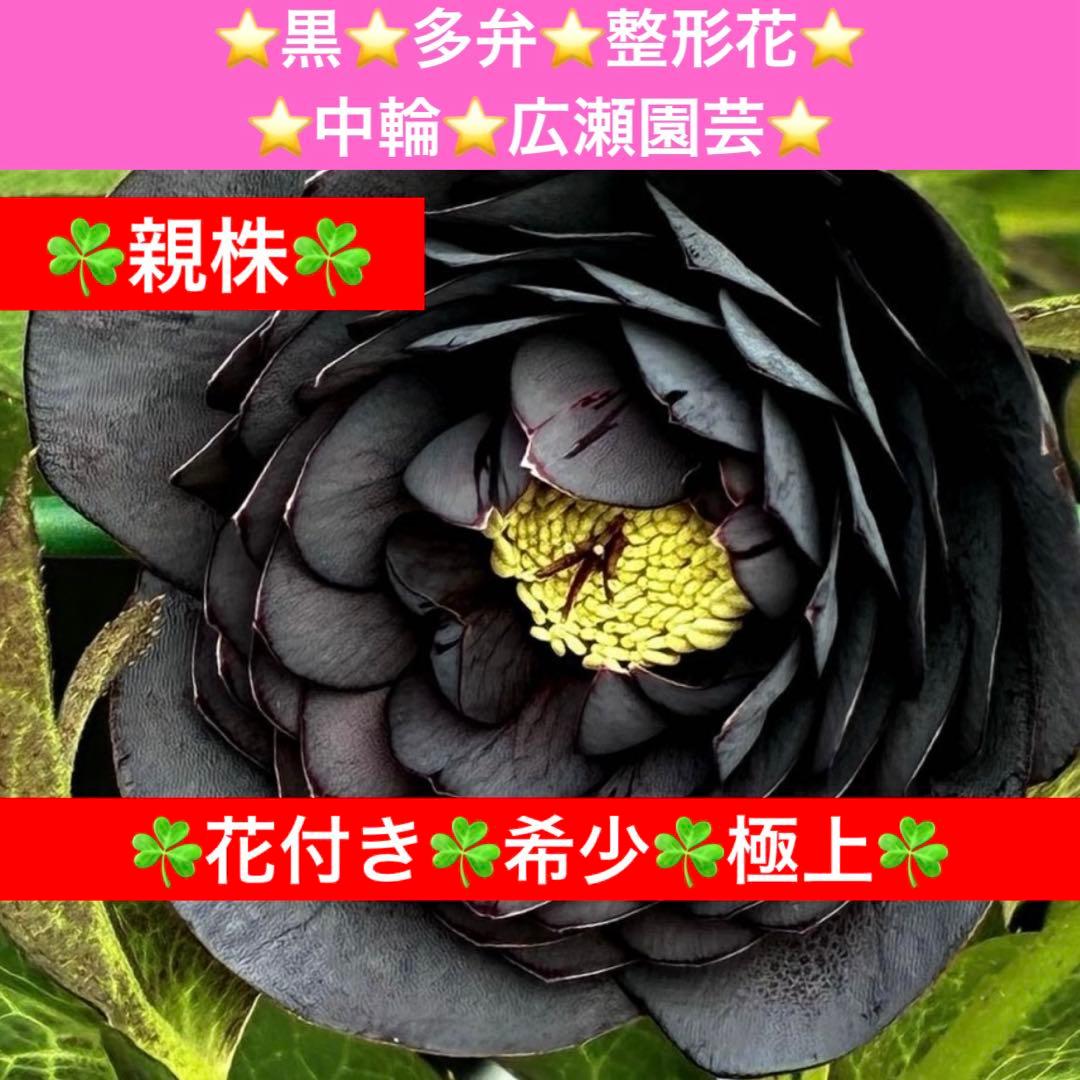 t*k様 3473☘️花付き☘️希少☘️極上☘️親株☘️⭐️黒⭐️多弁⭐️整形花