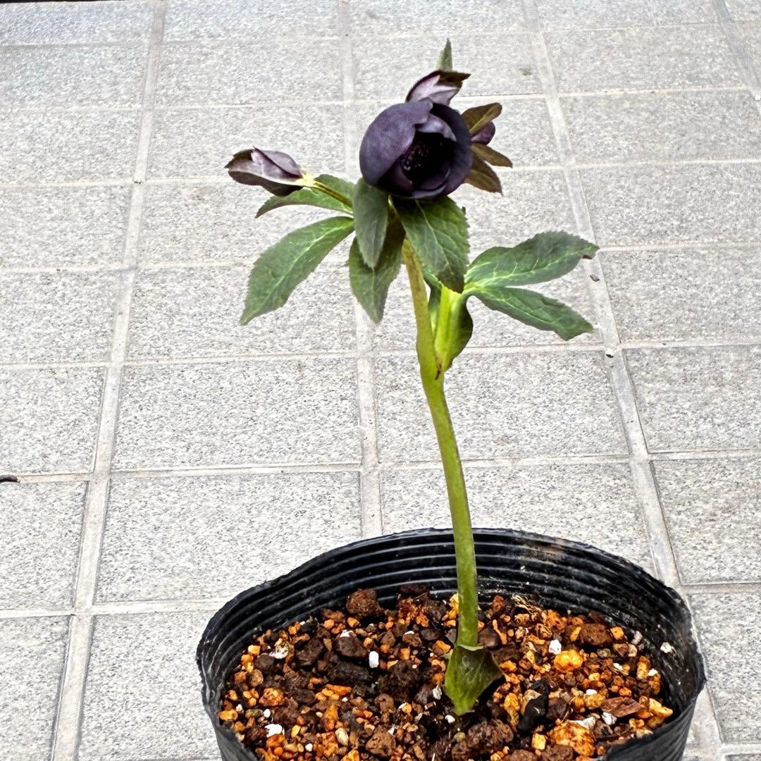 t*k様 3473☘️花付き☘️希少☘️極上☘️親株☘️⭐️黒⭐️多弁⭐️整形花