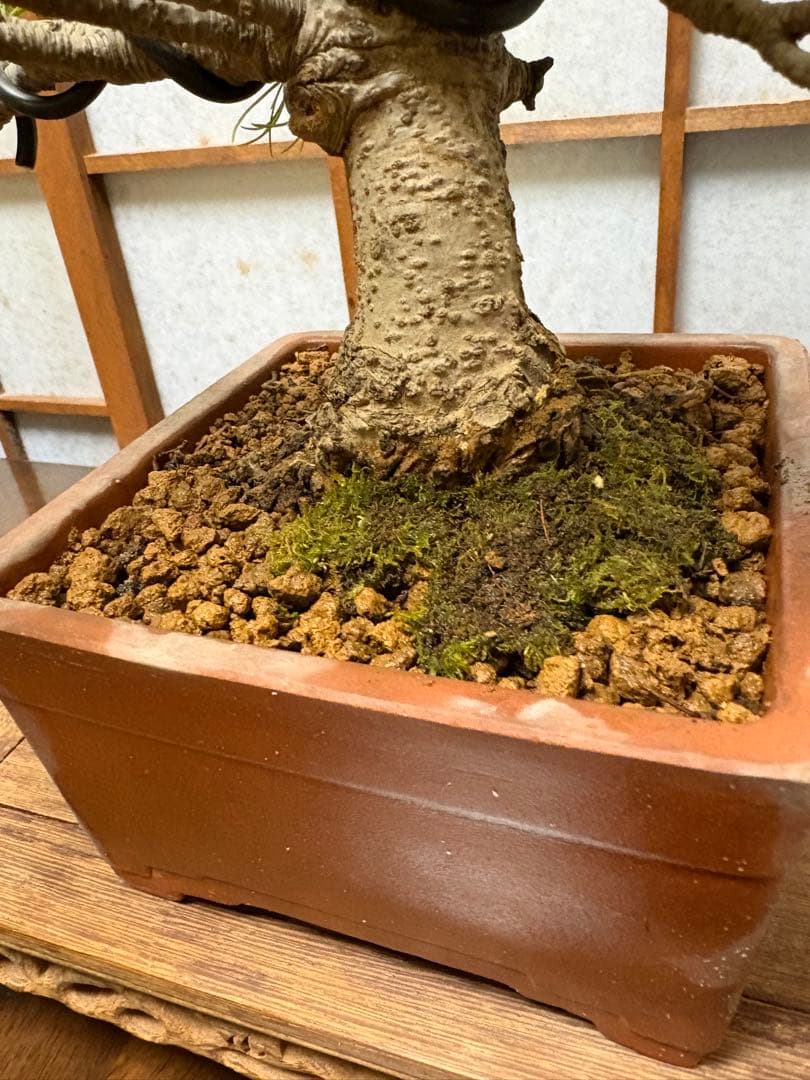 五葉松盆栽❗️見応えアリ❗️