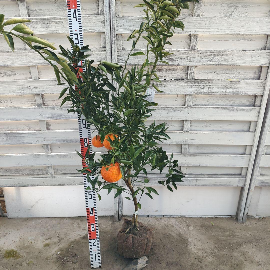 ロ*ゲ様 【04】津之輝 3年生 登録品種 実つき！