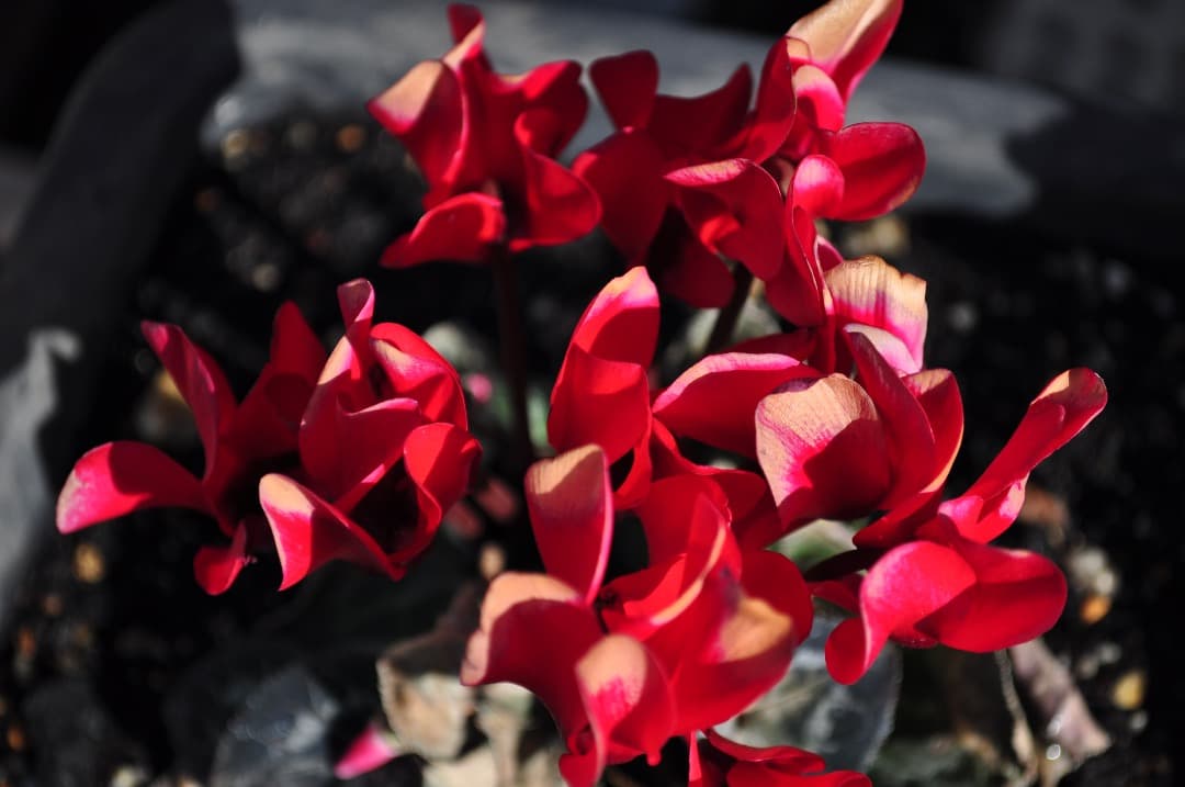 『完動美品』Nikon D5000 レンズキット AF-S DX 18-55mm