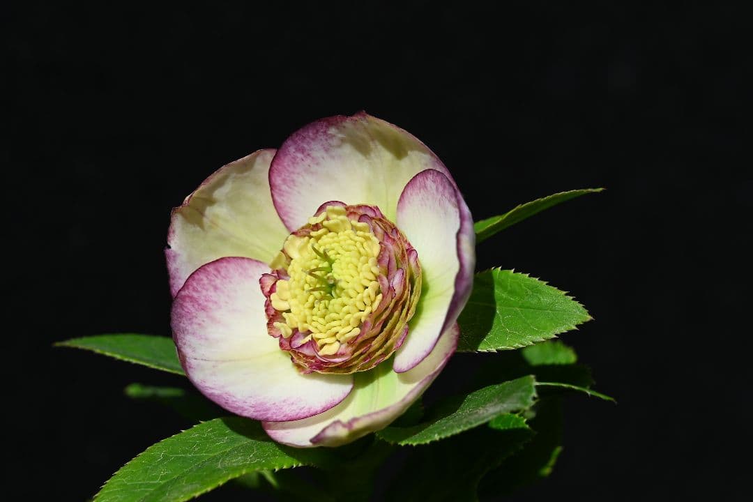 クリスマスローズ　認定モーリーバイカラー　加藤農園