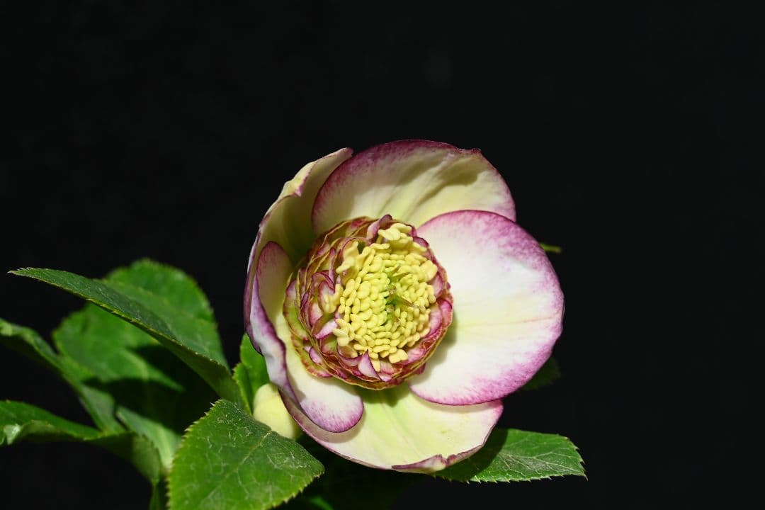 クリスマスローズ　認定モーリーバイカラー　加藤農園