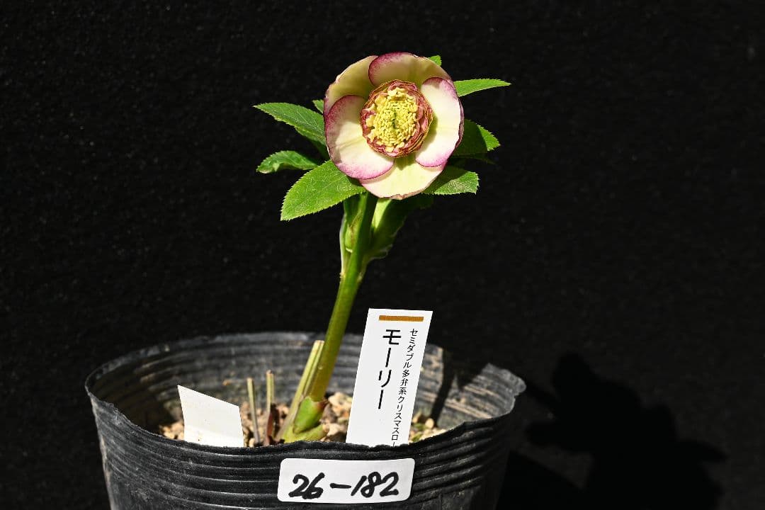 クリスマスローズ　認定モーリーバイカラー　加藤農園