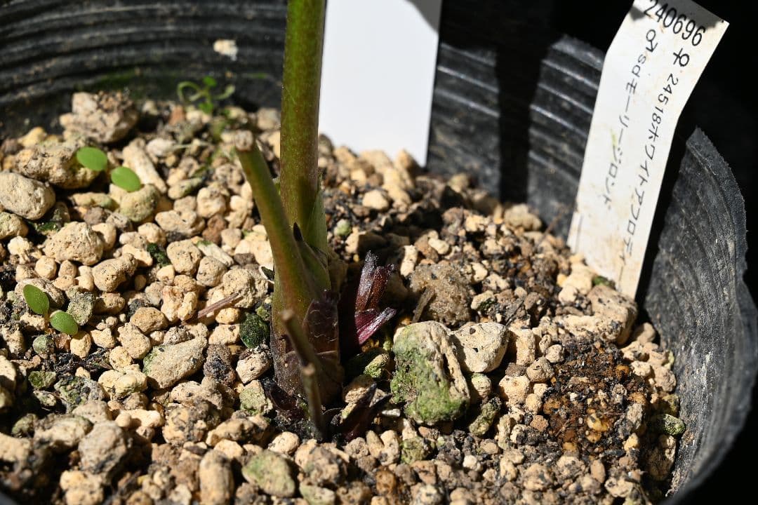 クリスマスローズ　認定モーリーバイカラー　加藤農園