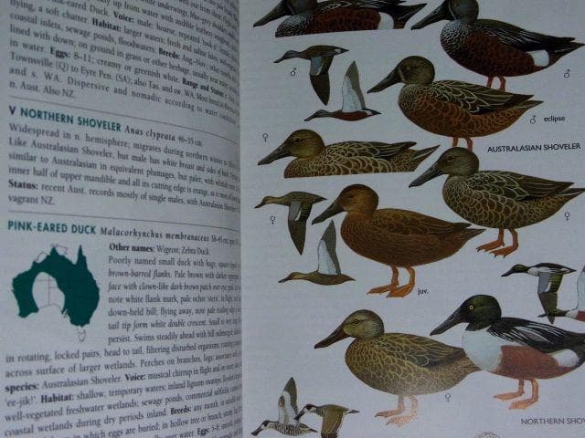 オーストラリア野鳥識別ガイドの海外書籍(英語)カラーのイラスト2500点