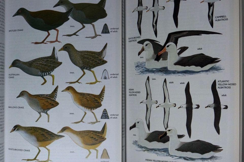 オーストラリア野鳥識別ガイドの海外書籍(英語)カラーのイラスト2500点
