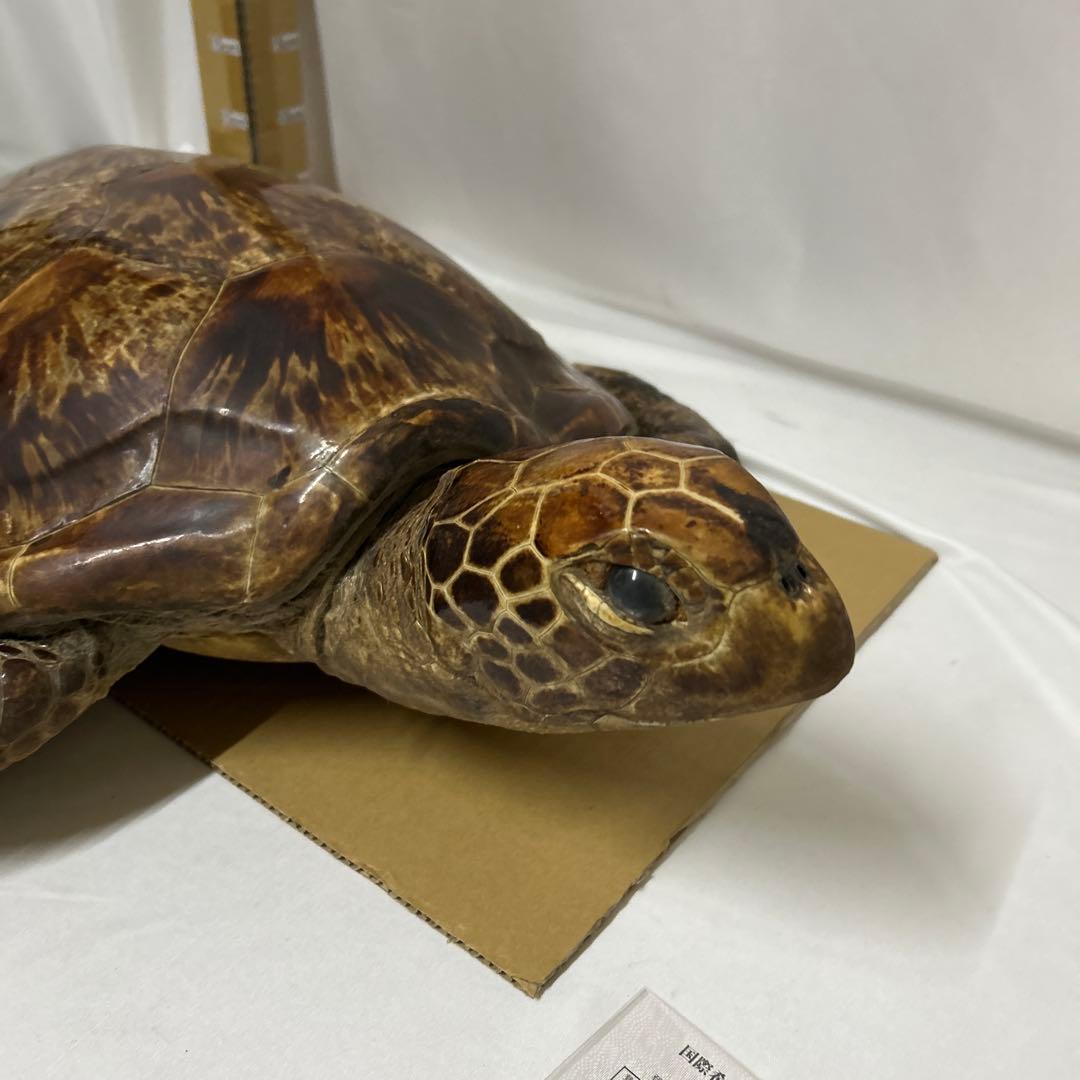 アオウミガメの剥製　〔国際希少野生動植物種登録票有り〕