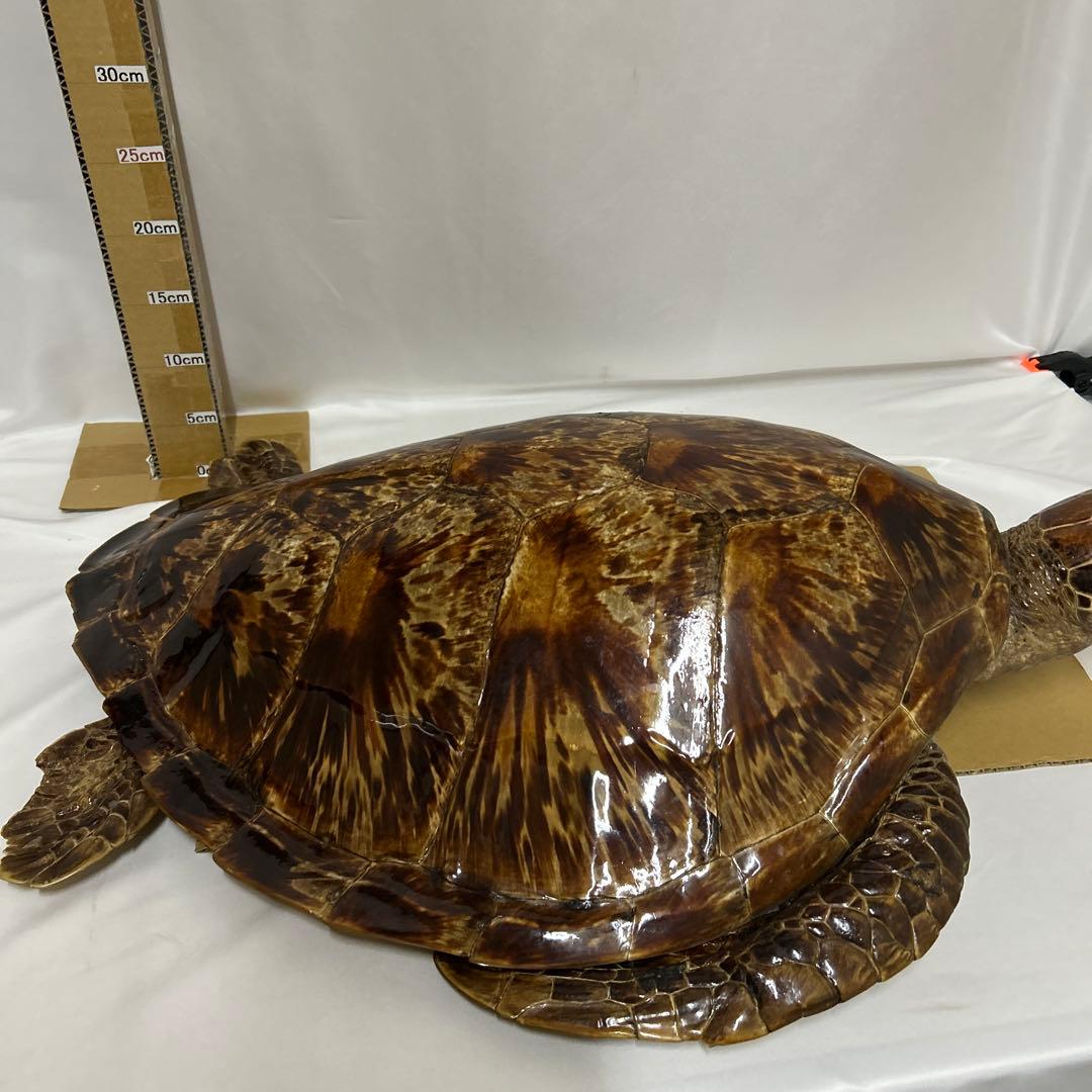アオウミガメの剥製　〔国際希少野生動植物種登録票有り〕