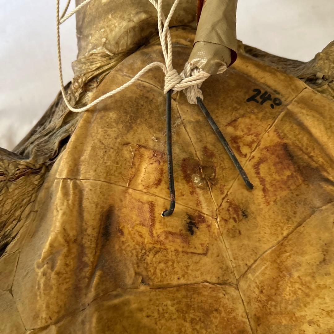 アオウミガメの剥製　〔国際希少野生動植物種登録票有り〕