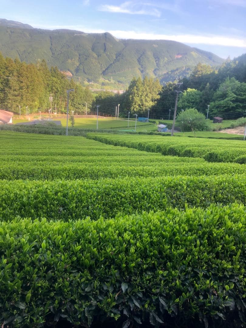 wakachan　新茶予約分　高級煎茶100gx20袋　特別価格