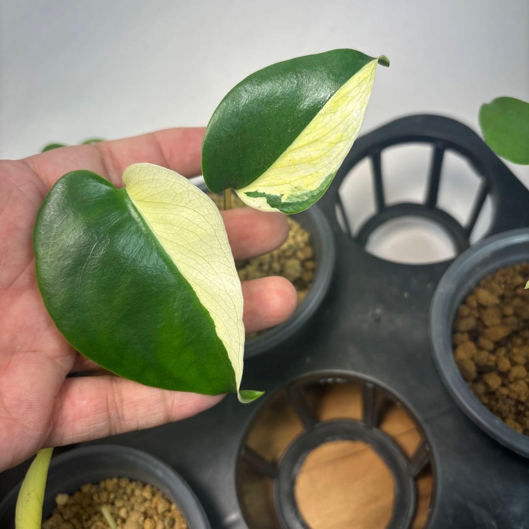 ア*)様 5株セットL036 【特別選抜】ホワイトモンスター／天津蘭 モンステラ