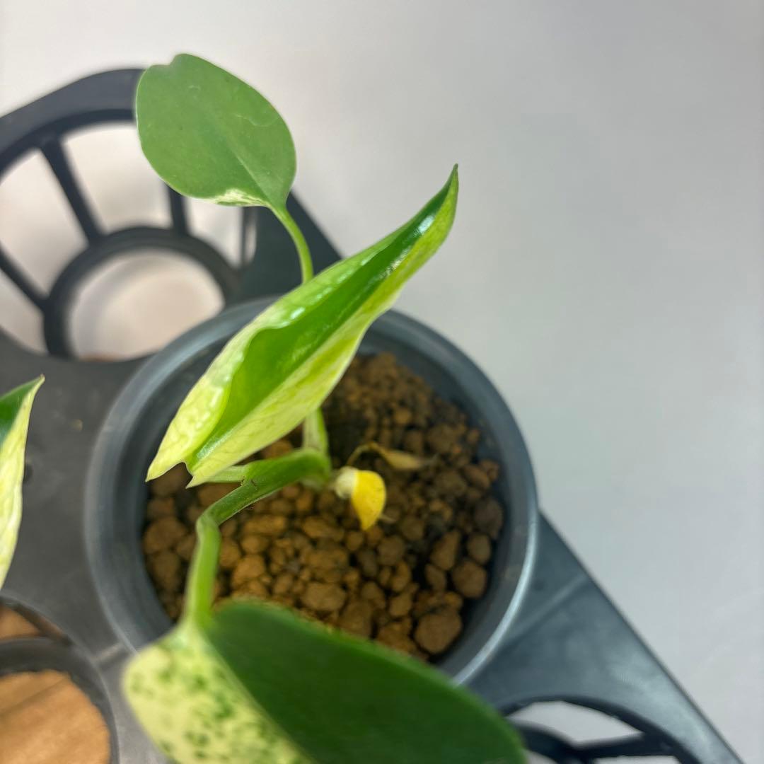 ア*)様 5株セットL036 【特別選抜】ホワイトモンスター／天津蘭 モンステラ