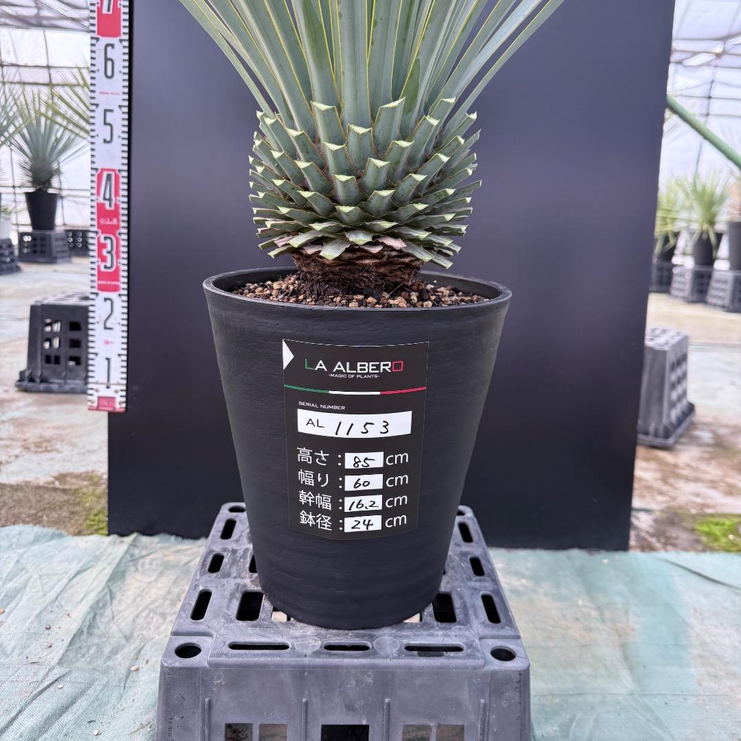 【AL1153】ユッカ　リギダ　24cm鉢