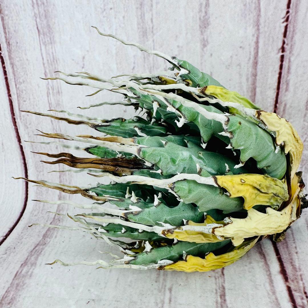 793 アガベ ユタエンシス エボリスピナ 陽炎 ロングスパイン