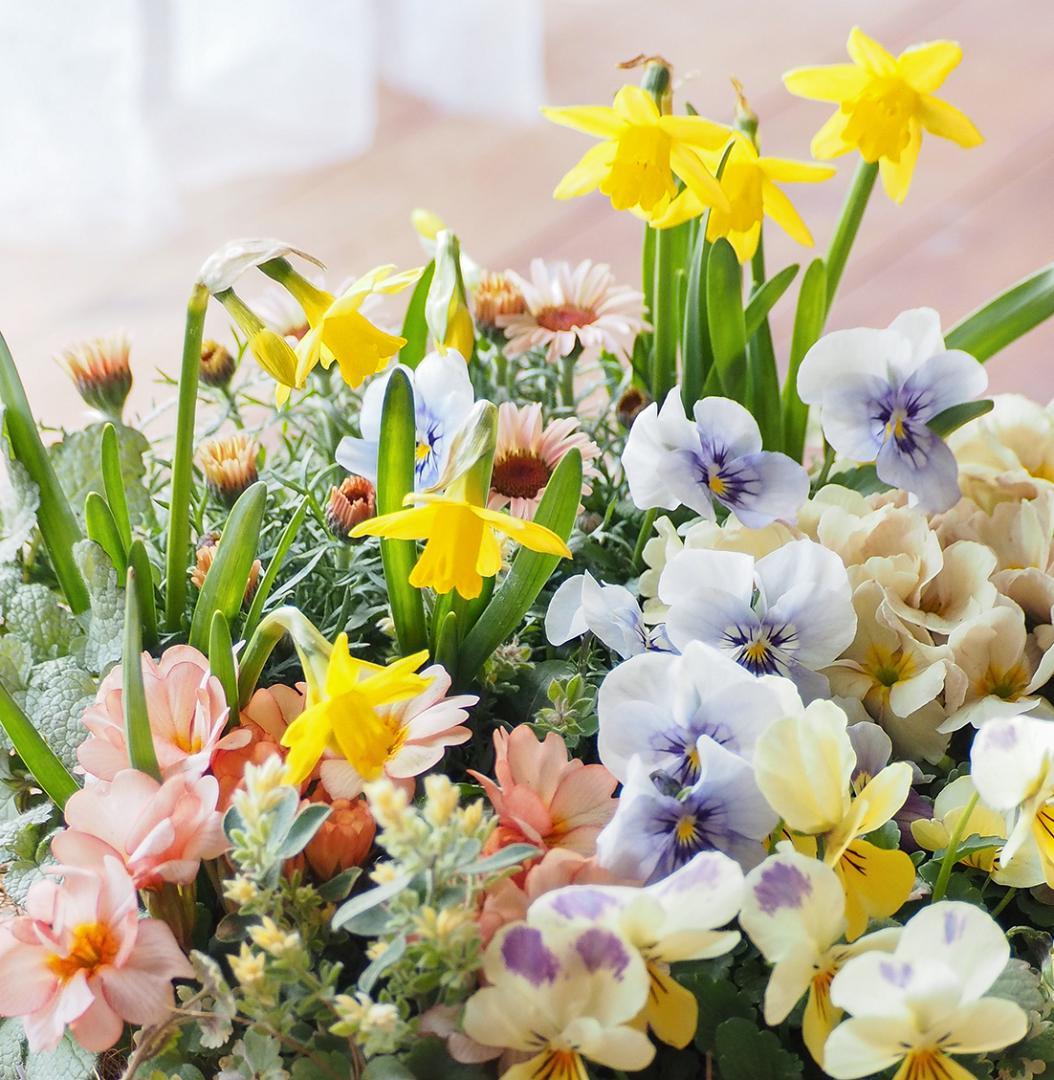 キュートなブリキポットの春色寄せ植え