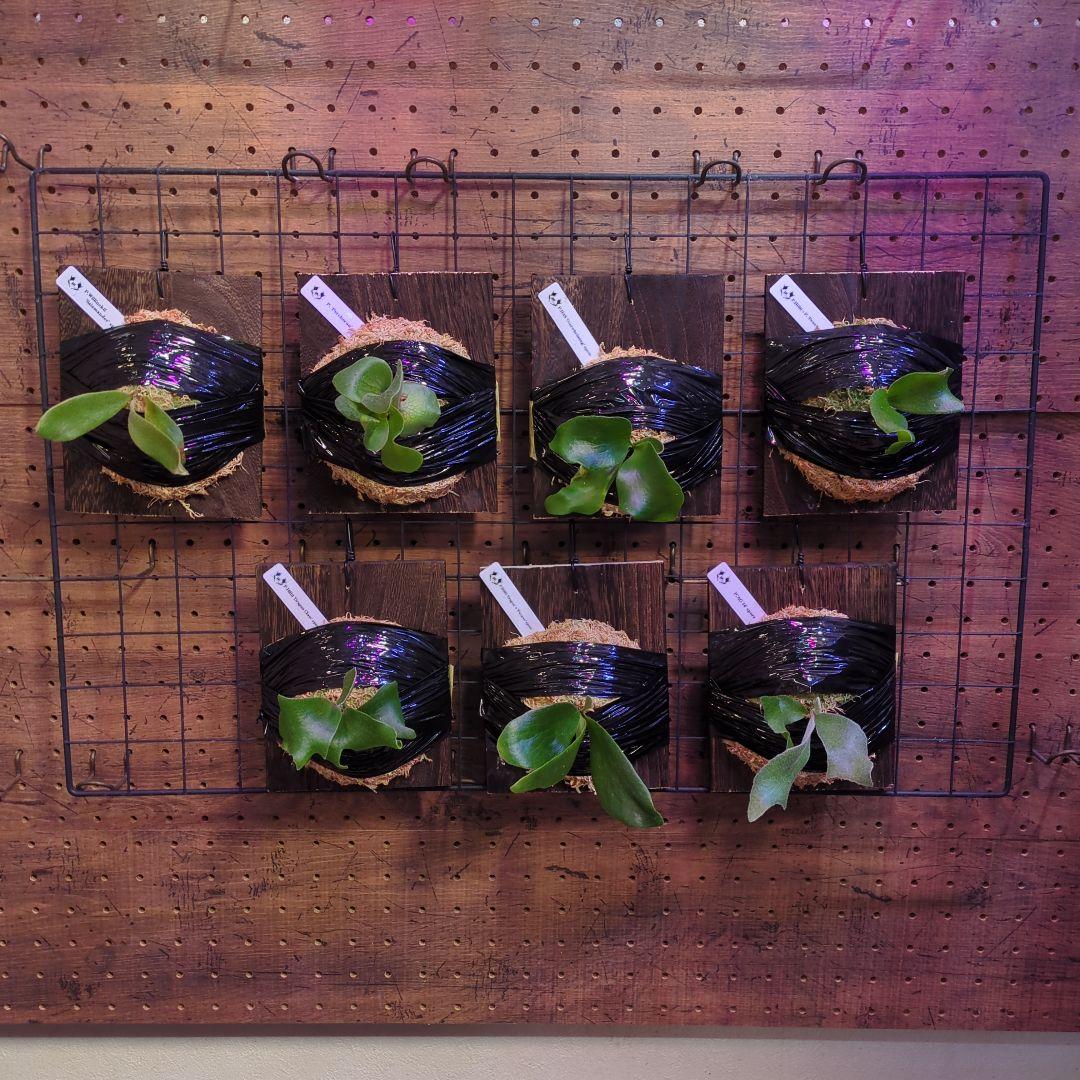 し*け様 【2/7(土)迄】7品種セット/ビカクシダ