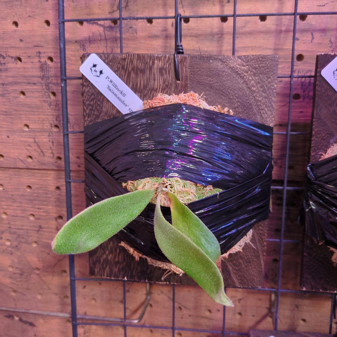 し*け様 【2/7(土)迄】7品種セット/ビカクシダ