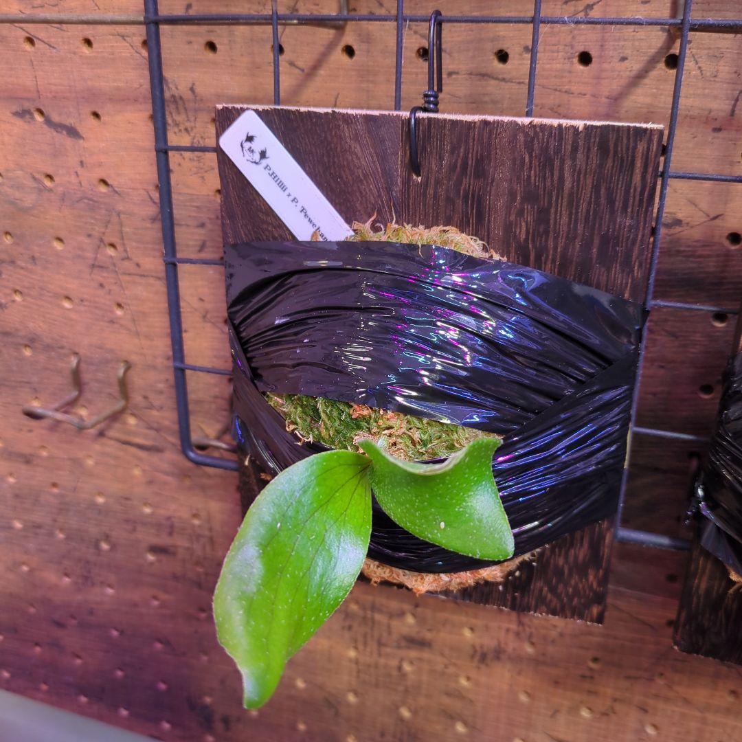 し*け様 【2/7(土)迄】7品種セット/ビカクシダ