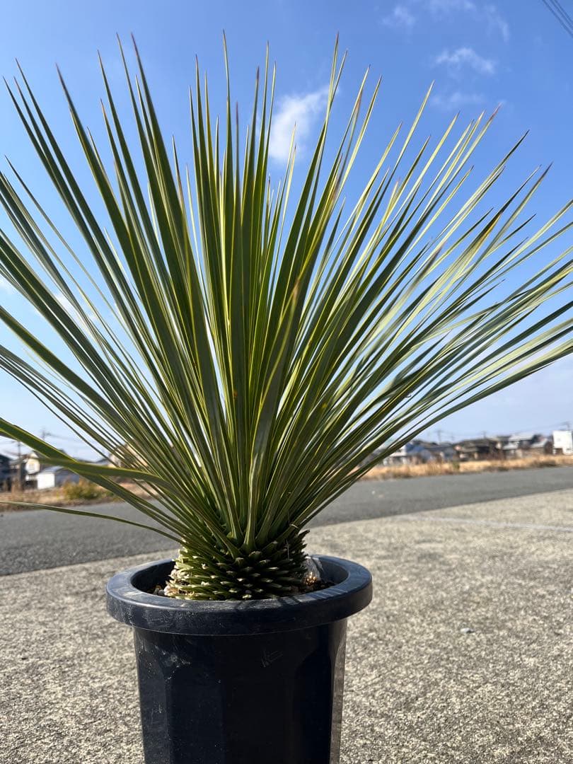 ゴナ‼️ ユッカ　ロストラータ　20