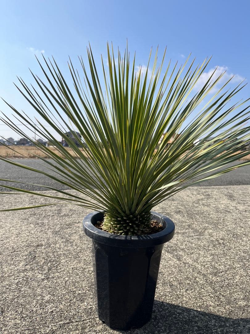 ゴナ‼️ ユッカ　ロストラータ　20