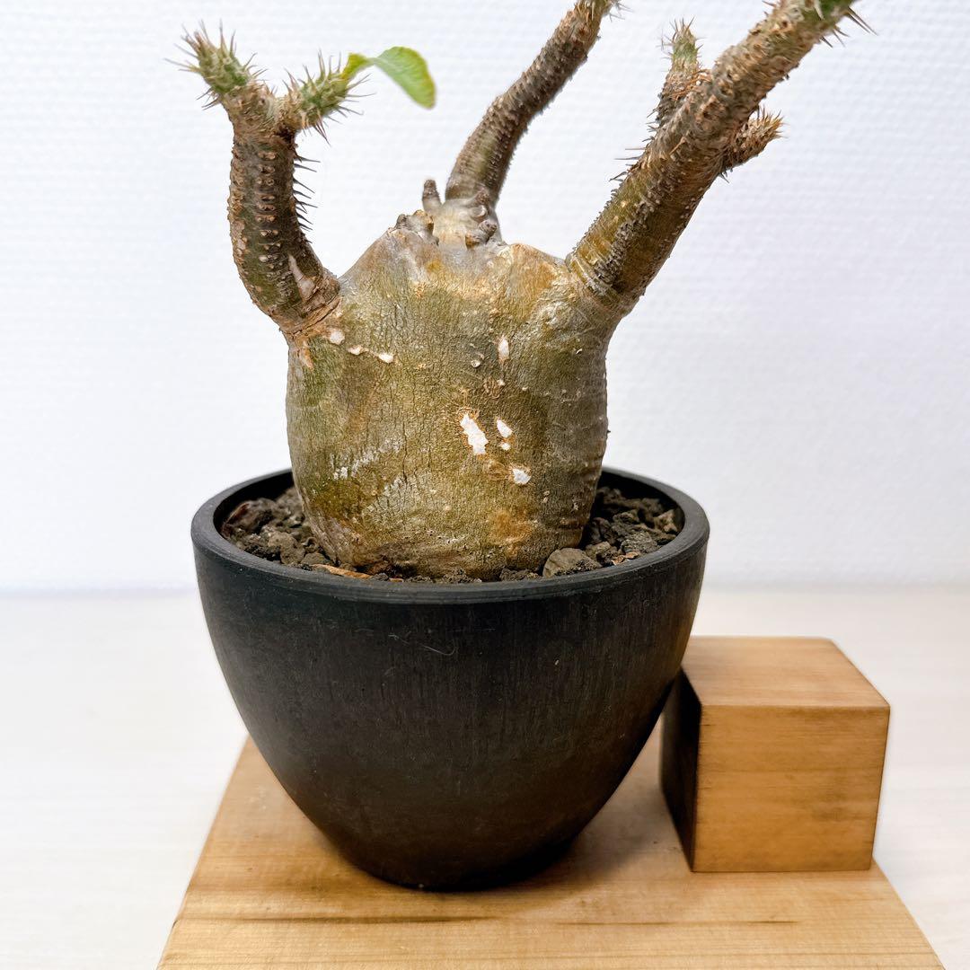 変態グラキリス【現地株発根済】パキポディウム