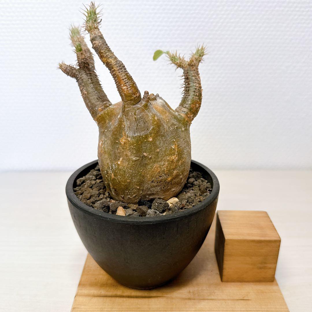 変態グラキリス【現地株発根済】パキポディウム