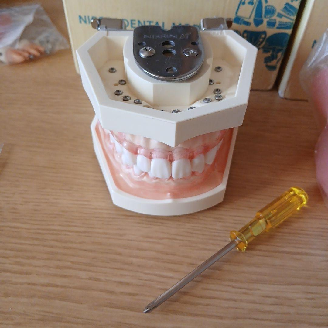 NISSIN ニッシン 額模型 歯科模型 歯科衛生士