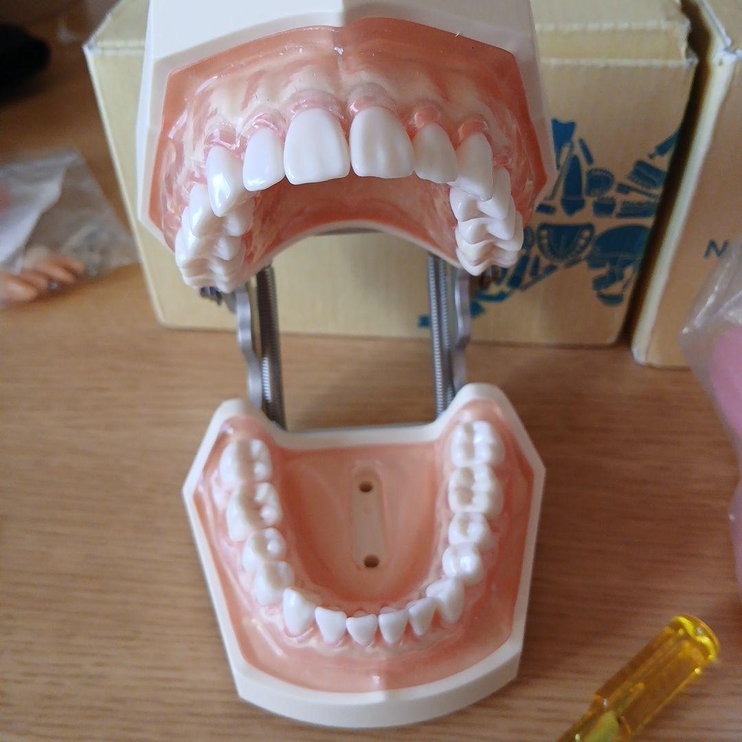 NISSIN ニッシン 額模型 歯科模型 歯科衛生士